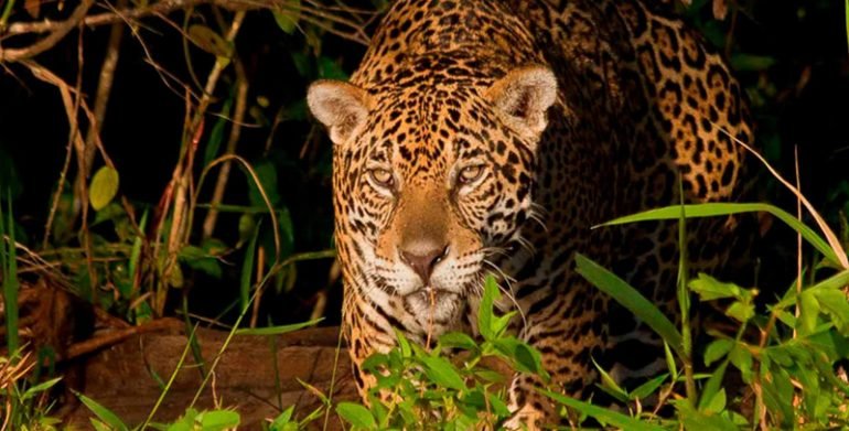 Largest biodiversity in the world